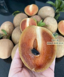 giống sapo mexico - cây giống phúc an