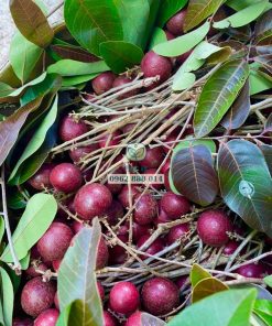 Khi chăm sóc tốt, nhãn long tím cho trái rất nhiều và đẹp