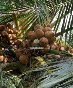 Dừa mã lai bầu khá