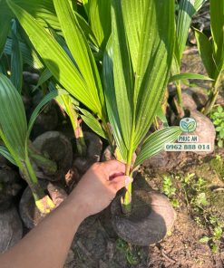 Cây giống dừa dứa Phúc An cung cấp