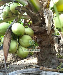 Cây dừa ta cho trái sau khoảng 3 năm trồng