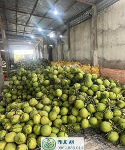 Thu hoạch dừa xiêm xanh lùn cho thu nhập ổn định