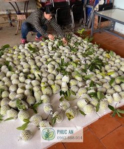 Thu hoạch na thái