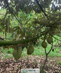 sầu riêng ri 6 - cây giống phúc an