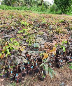 Cây giống nhãn long tím Phúc An cung cấp