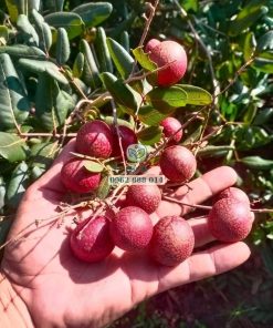 Nhãn long tím 2 năm cho trái