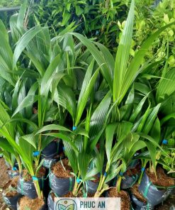 Cây giống dừa dứa Phúc An cung cấp