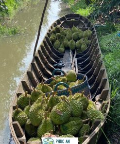 cây giống sầu riêng musang king - cây giống phúc an