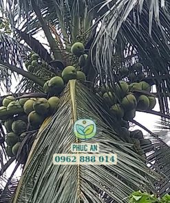 Giống dừa dứa cho năng suất cao và chất lượng trái tuyệt vời