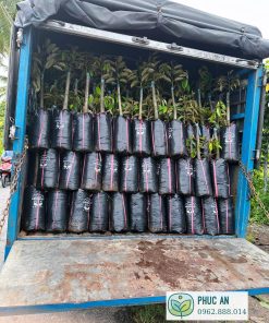 sầu riêng ri 6 - cây giống phúc an