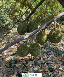 cây giống sầu riêng musang king - cây giống phúc an