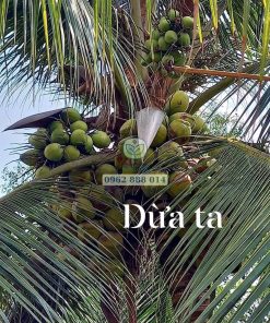 Cây dừa ta được tuyển chọn để làm giống