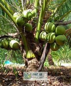 Cây dừa xiêm xanh lùn Bến Tre