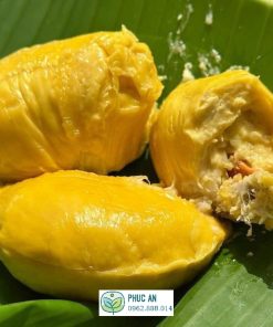 cây giống sầu riêng musang king - cây giống phúc an