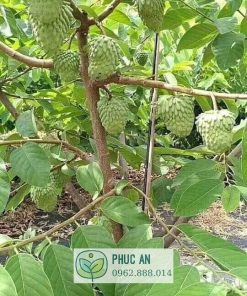 Cây Na Đài Loan trưởng thành cho trái