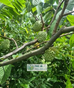 Giống Na Đài Loan cho năng suất cao phẩm chất trái ngon