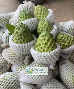 Thu hoạch na Đài Loan tại 1 vườn