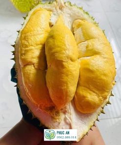 cây giống sầu riêng musang king - cây giống phúc an