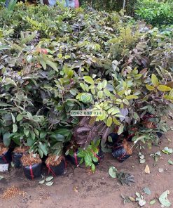 Cây giống nhãn long tím Phúc An cung cấp