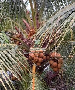Cây dừa mã lai bầu chuẩn - Cây giống Phúc An