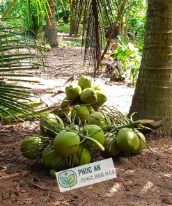 Giống dừa dứa có giá bán cao hơn các loại dừa khác do hương thơm đặc trưng của mùi lá dứa