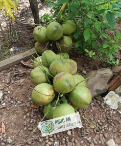 Buồng dừa dứa đã đủ ngày cắt