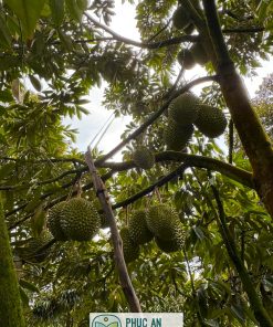 cây giống sầu riêng musang king - cây giống phúc an