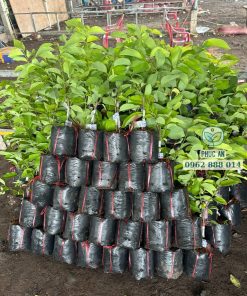 Lô cây giống na Đài Loan đã xuất vườn chuẩn bị giao khách