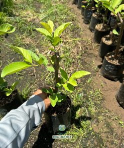 Cây giống ổi mật thủy đào do Phúc An cung cấp