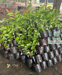 Giao hàng cây giống na Đài Loan cho khách