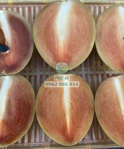 giống sapo mexico - cây giống phúc an