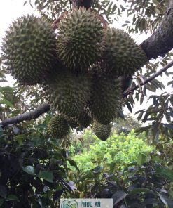 sầu riêng ri 6 - cây giống phúc an