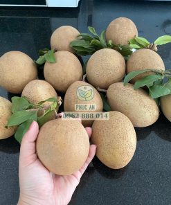 giống sapo mexico - cây giống phúc an