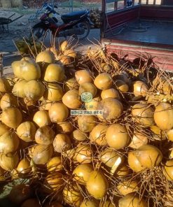 Thu hoạch dừa mã lai bầu ở miền tây