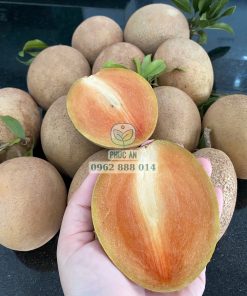 giống sapo mexico - cây giống phúc an