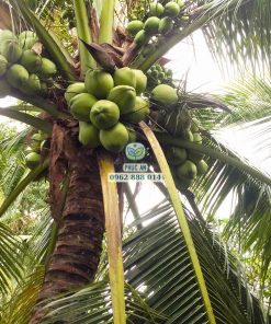 Giống dừa dứa cho năng suất cao và chất lượng trái tuyệt vời