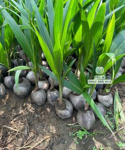 Cây giống dừa dứa Phúc An cung cấp