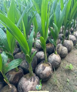 Cây giống dừa dứa sản xuất tại Phúc An