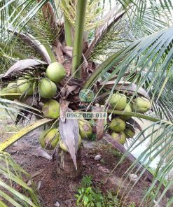 Dừa ta có năng suất cao không kém các giống dừa khác