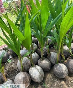 Cây giống dừa xiêm xanh lùn tại Phúc An