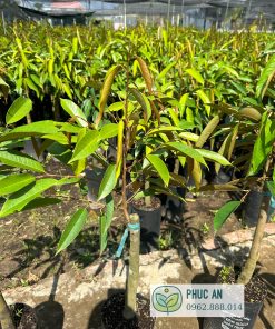 Cây giống sầu riêng Thái Monthong