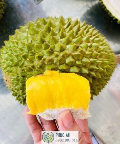 cây giống sầu riêng musang king - cây giống phúc an