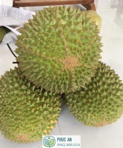cây giống sầu riêng musang king - cây giống phúc an