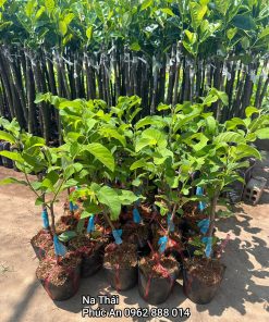 Cây giống na Thái tại cây giống Phúc An
