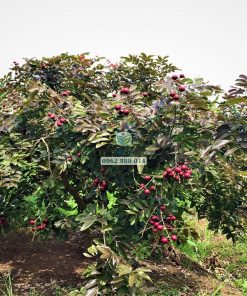 Cây nhãn long tím được phát hiện và trồng đầu tiên ở Sóc Trăng