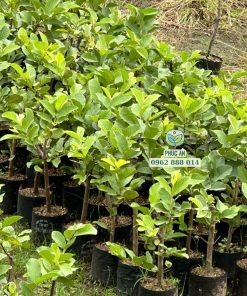 Cây giống ổi mật thủy đào do Phúc An cung cấp