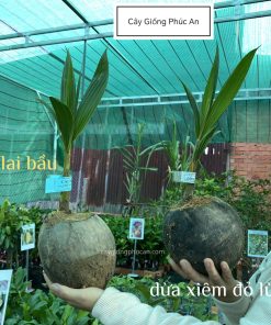 Phân biệt dừa mã lai bầu và dừa xiêm đỏ lùn