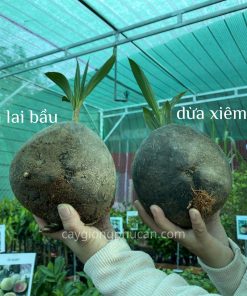 phan biet dua ma lai bau va dua xiem do lun 2