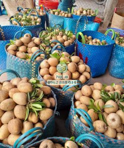 Thu hoạch sapo Cần Thơ tại miền tây