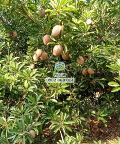 Giống sapo Cần Thơ cho năng suất rất cao, không kén đất và dễ chăm sóc